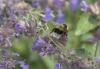 Bombus sp.